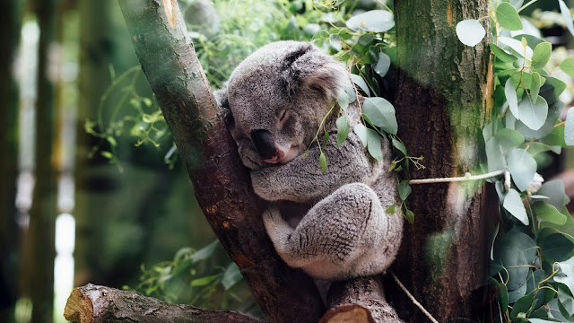 Koala Bear HD Wallpaper