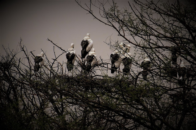 openbill stork bharatpur