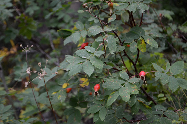 rose hips ripe