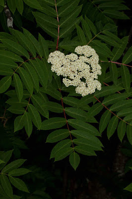 Рябина американская (Sorbus americana)