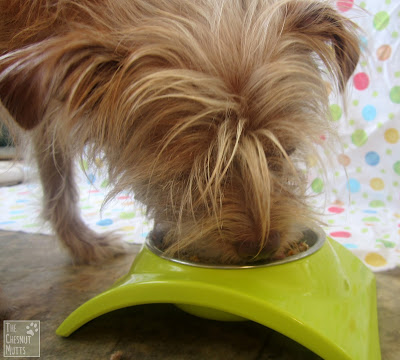 Bailey eating Dr. Harvey's Oracle freeze dried tripe