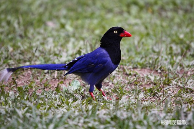 p_MG_9759