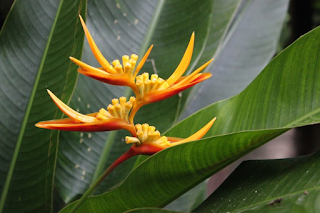 Yellow and orange jungle flower