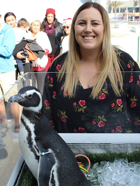 Aquarium of the Pacific penguins