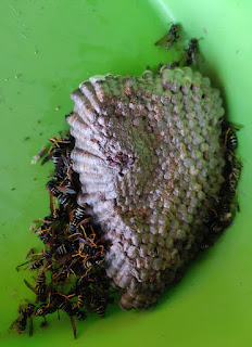 The wasps have been such a problem this year