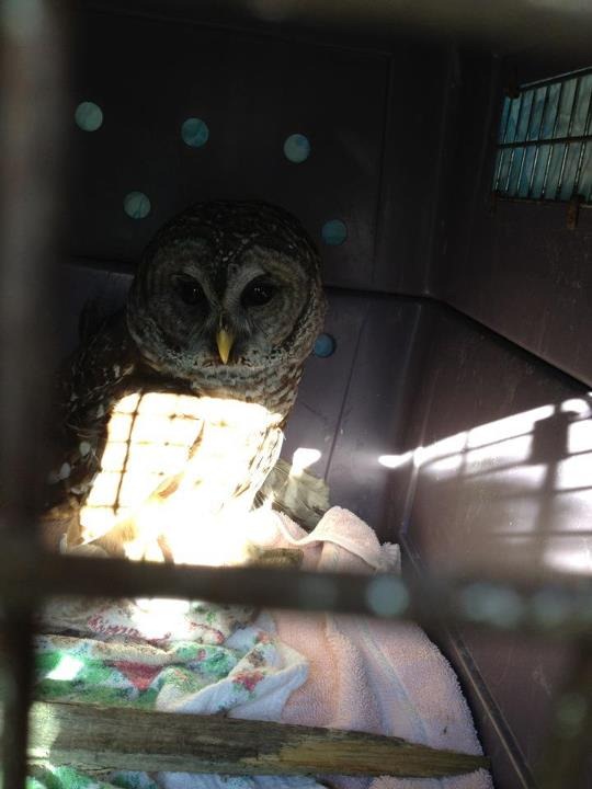 owl1
