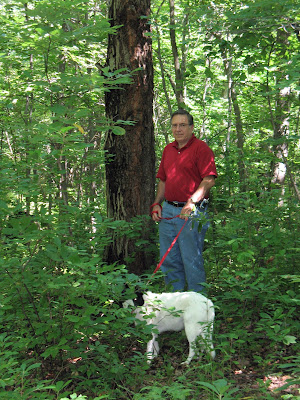 cherry tree bark. cherry tree bark. on the