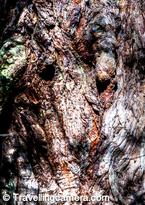 I loved capturing these beautiful textures on these Redwood trees of Muir Woods National Monument.