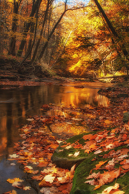 Amazing fall photography leaves of golden trees 