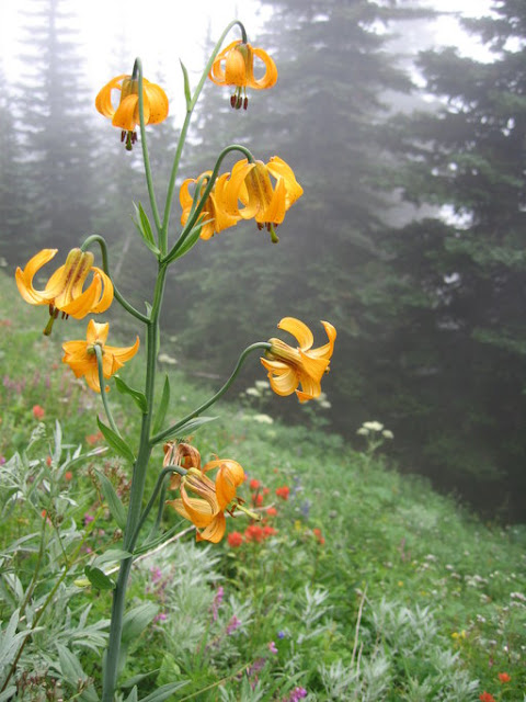 Лилия колумбийская (Lilium columbianum)