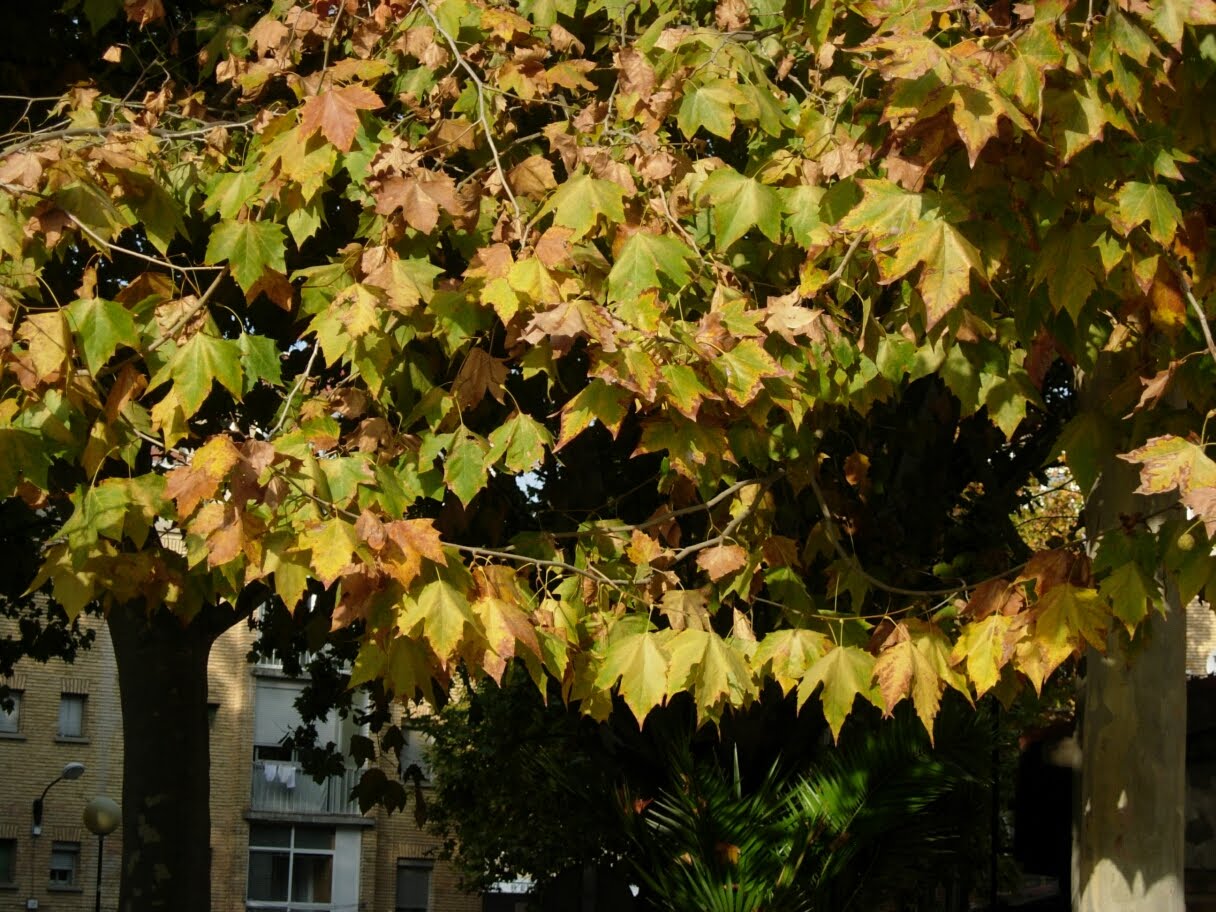 dibujos de otoño