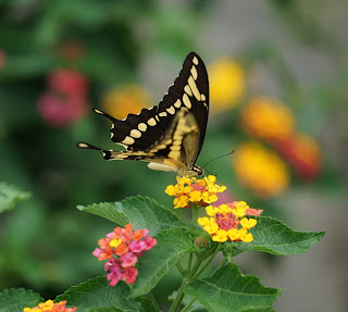 Lantana with butterfly