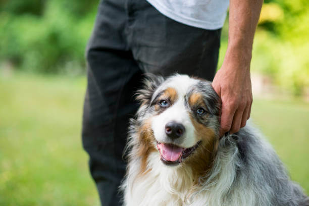 Berger Australien x Setter Anglais: lequel choisir?