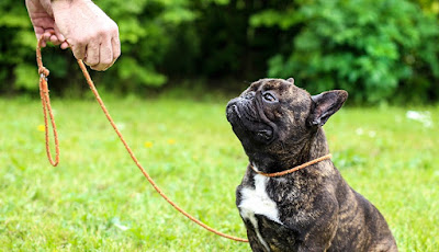 the basics of dog training at any age