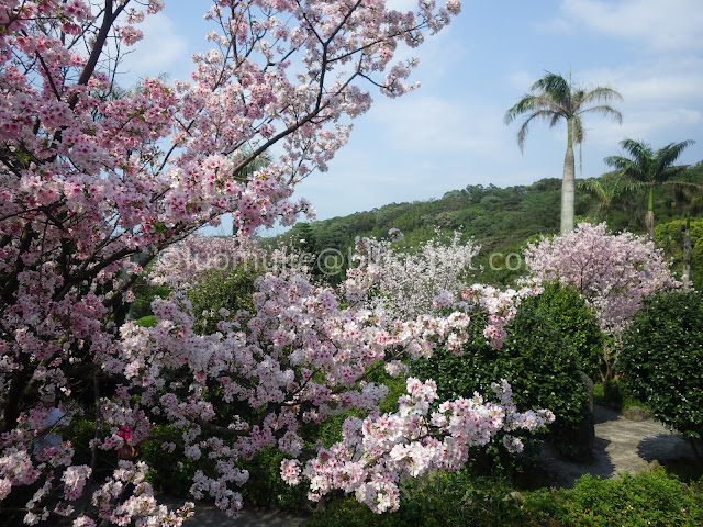 Tianyuan Temple cherry blossom