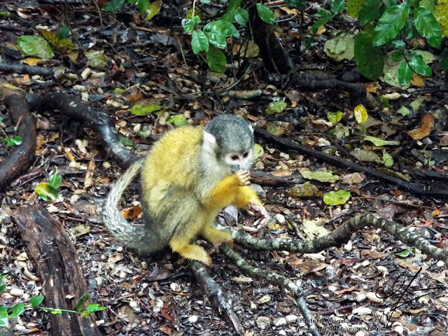 Un squirrel monkey