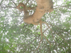Enterolobium sp.