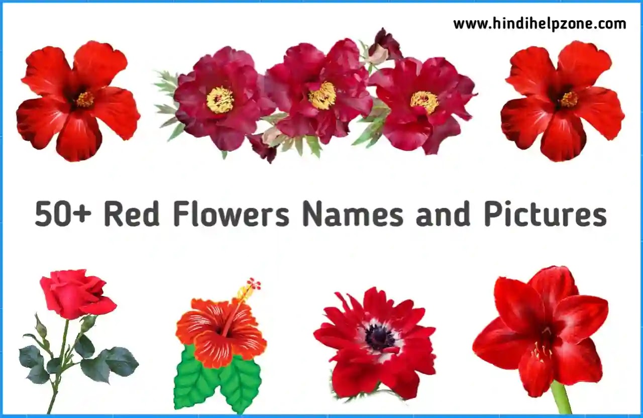 50 Types of Beautiful Red Flowers Names with Pictures