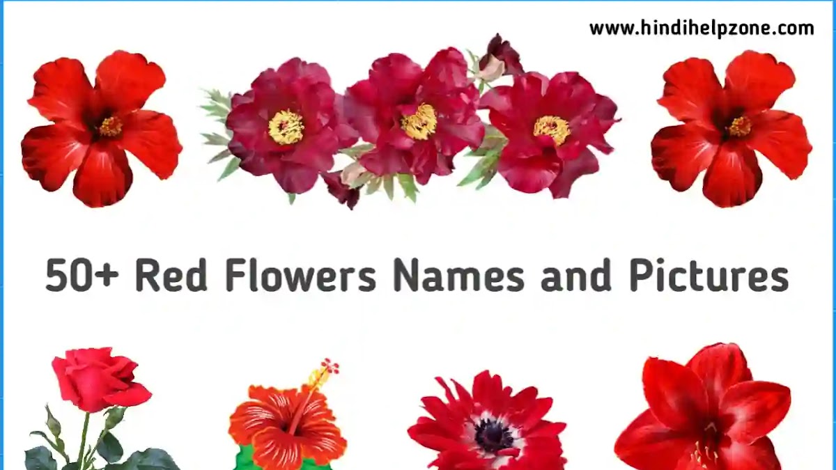 50 Types of Beautiful Red Flowers Names with Pictures