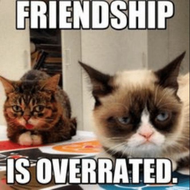 Friendship! - Funny Cat Memes, pictures, photos, images, pics, captions, jokes, quotes, wishes, quotes, SMS, status, messages, wallpapers.