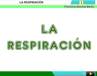 http://www.ceiploreto.es/sugerencias/cplosangeles.juntaextremadura.net/web/segundo_curso/naturales_2/respiracion02/respiracion02.html