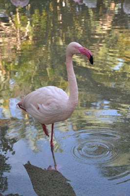 Fuerteventura -  Oasis Park