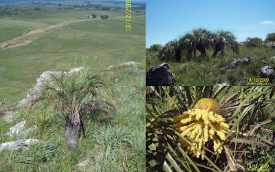 Butia paraguayensis