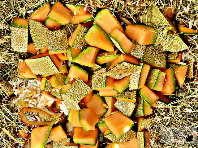 Cut-up cantaloupe rind in a compost pile