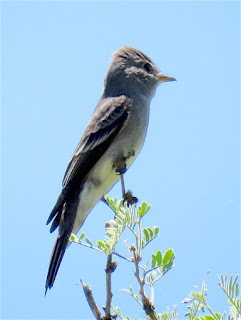 Olive-sided Flycatcher