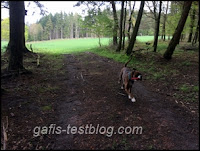 Amy unterwegs im Wald