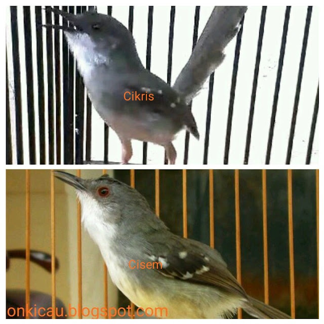  Burung Ciblek di sekarang ini memang tidak setenar dahulu Ciri-ciri perbedaan Ciblek Kristal dan Ciblek Semi