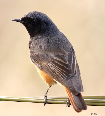 Black Redstart