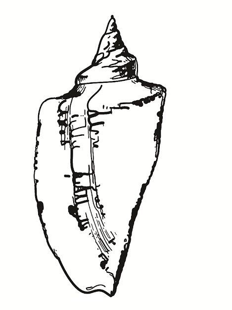 Seashell Printable Coloring Pages