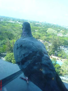 The Pigeon's view point!