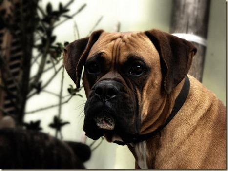 perro-boxer45