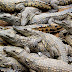 Facts About Crocodiles - strangefacts