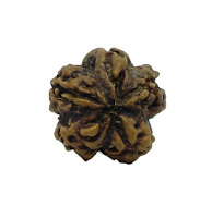 1 MUKHI RUDRAKSHA 