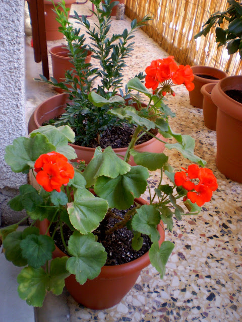 red geranium flower