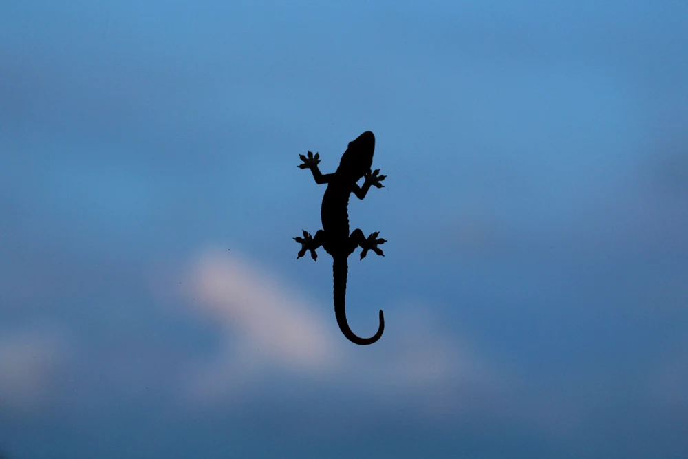 Little friend at Paresa Phuket, Thailand | travel blog