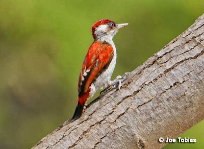 Scarlet backed Woodpecker