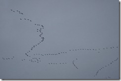 Pink-footed Geese