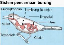  Sistem  Pencernaan  Sistem  pencernaan  Hewan Ruminansia dan 