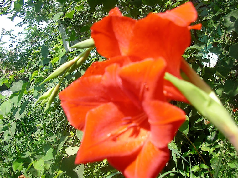 flori