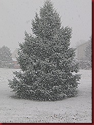 snowy tree