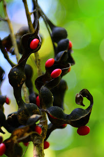 red seeds of the poro tree