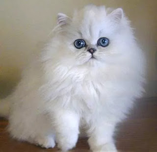 Persian Cat