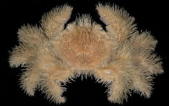 4. Kiwa hirsuta
