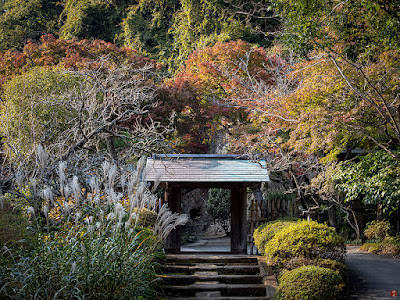 A gate into autumn: Jochi-ji