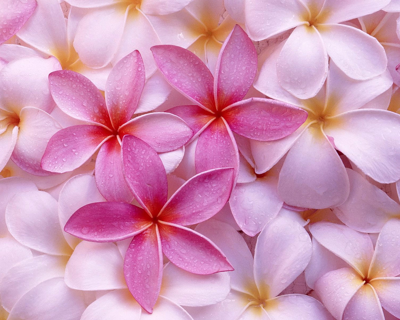 Flowers Wallpapers