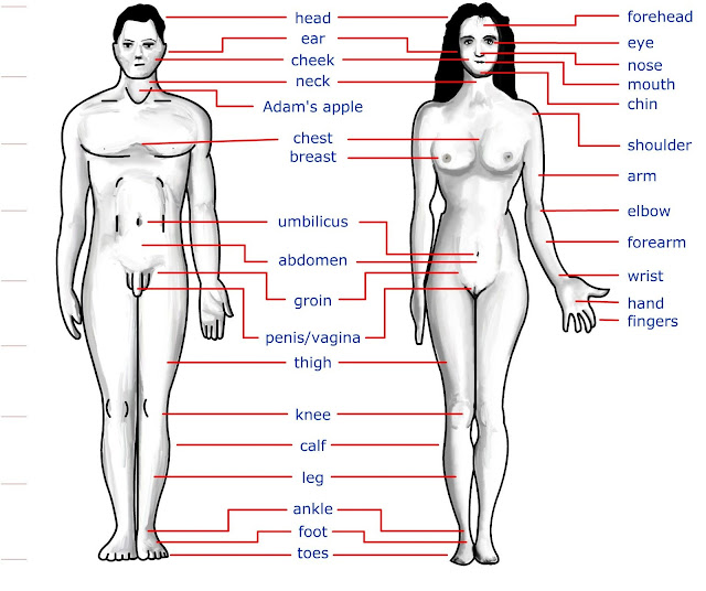 Image result for human body structure in hindi